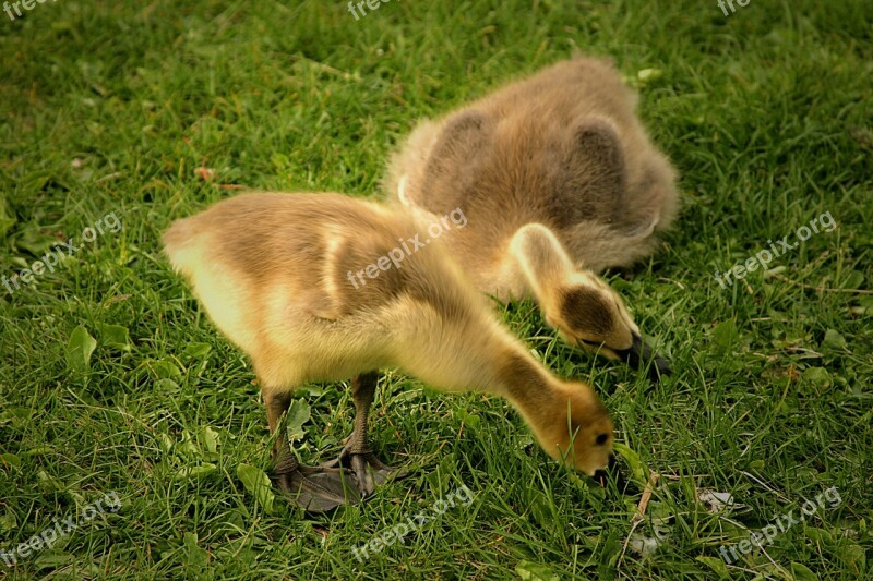 Canadian Geese Goslings Birds Babies Wildlife Young