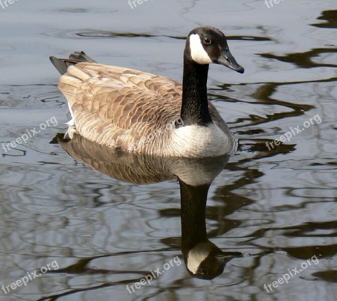 Canada Goose Swimming Bird Waterfowl Canadian