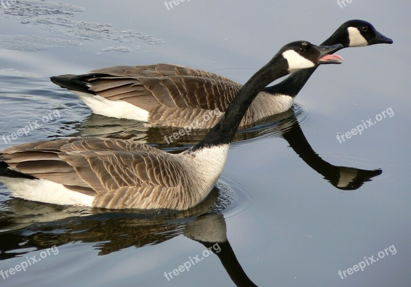 Canadian Geese Pair Two Mating Ritual Swimming