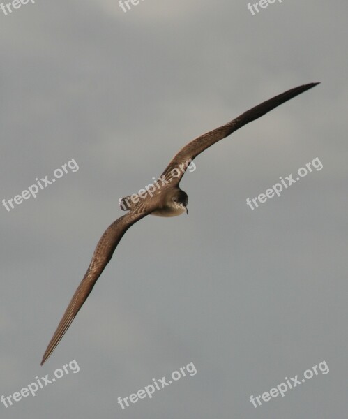 Bird Flying Seabird Muttonbird Wedge Tailed Shearwater Tropics