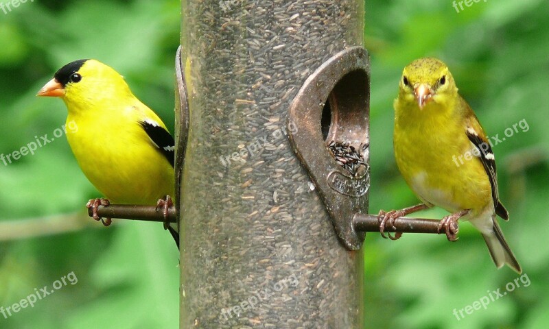 American Goldfinches Birds Feeder Thistle Wildlife