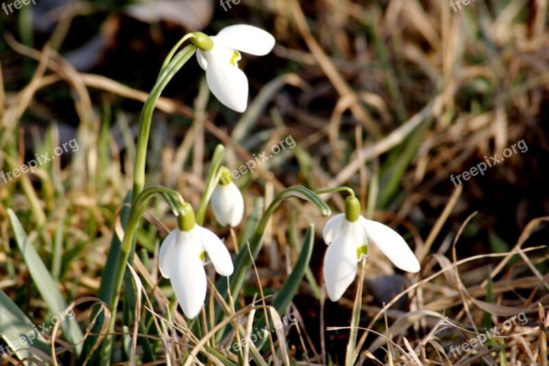 Snowdrop Spring March Signs Of Spring Bloom