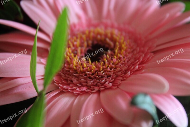 Gerbera Pink Flower Blossom Bloom