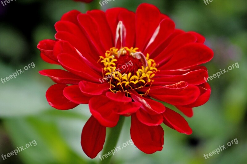 Flower Red Plant Nature Blossom