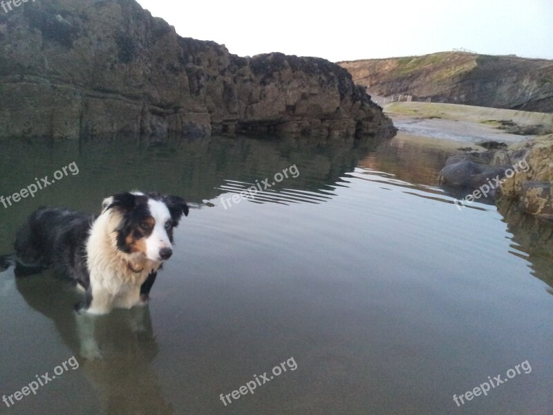 Sheepdog Rockpool Tommy's Pit Free Photos