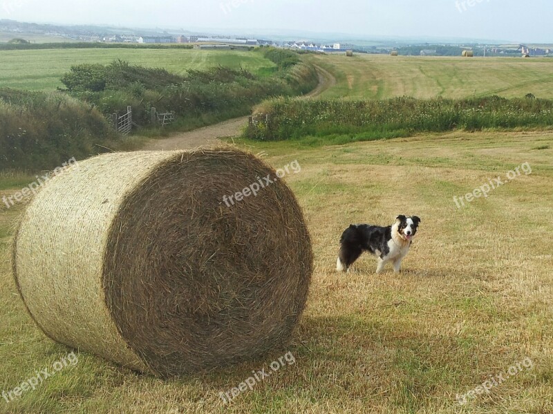 Hay Bale Sheepdog Collie Dog Free Photos