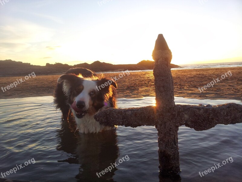 Dog Cross Rock Pool Blue Merle Collie Free Photos