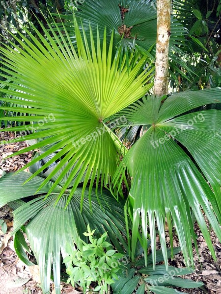 Palma Sheet Green Carved Tropical Plants