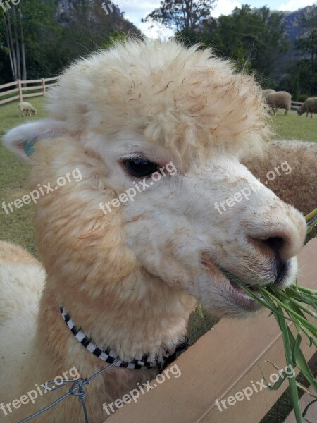 Lama Animals Zoo Fur Feeding