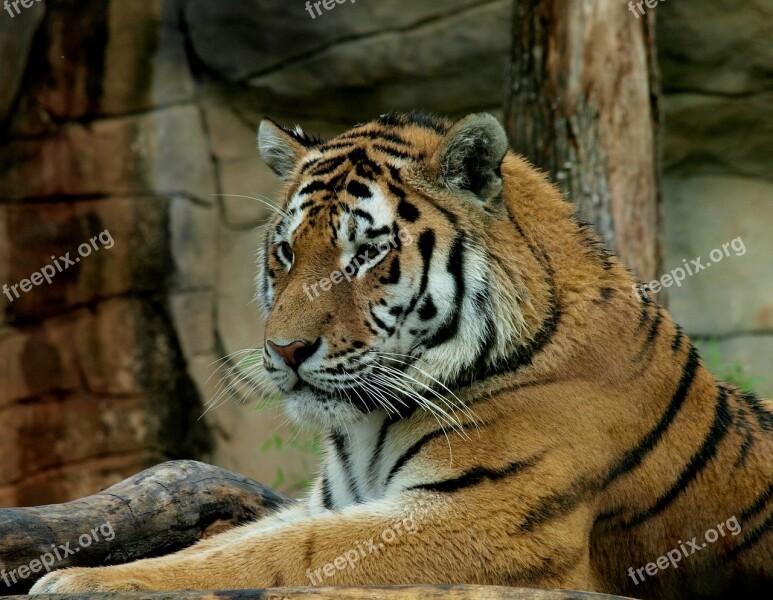 Tiger Beast Wild Free Photos