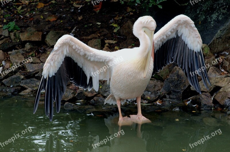 Pelican Wet Dried Wings Free Photos