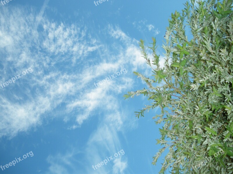 Sky Cloud Blue Cloudy Sky White Cloud