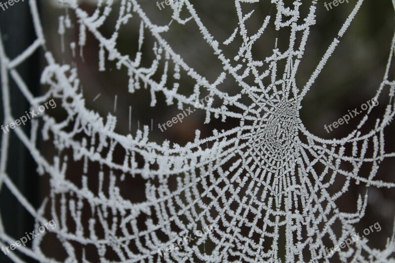 Frosty Spiderweb Cold Frost Frozen