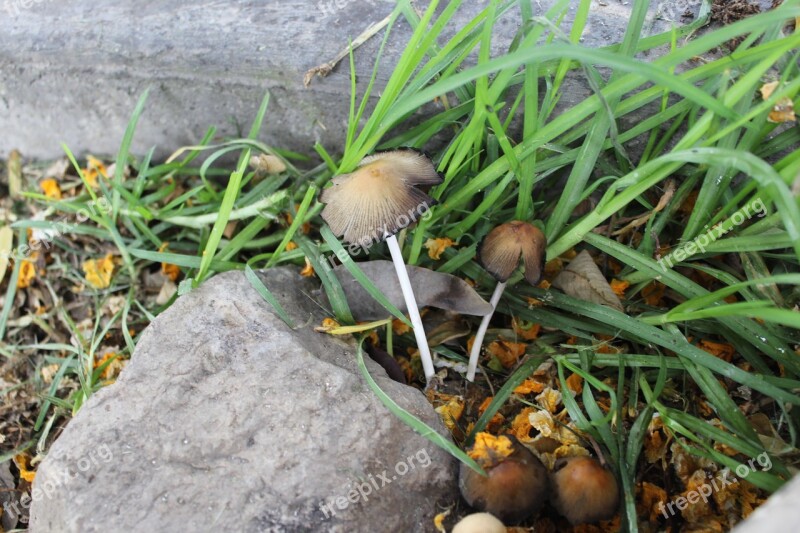 Fungus Mushroom Nature Spring Garden