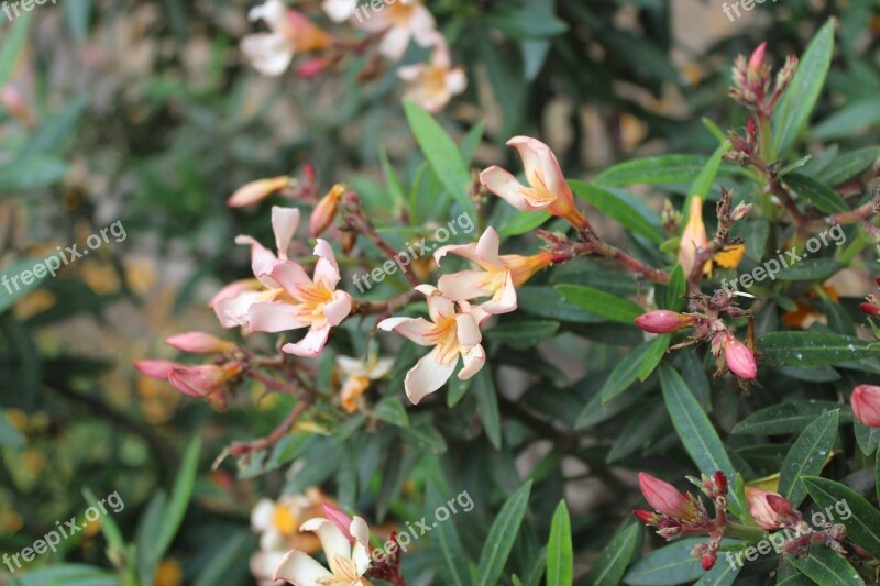 Flower Nature Plant Spring Flowers