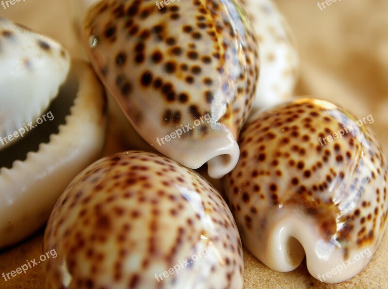 Shell Tiger Porcelain Pacific Ocean Free Photos