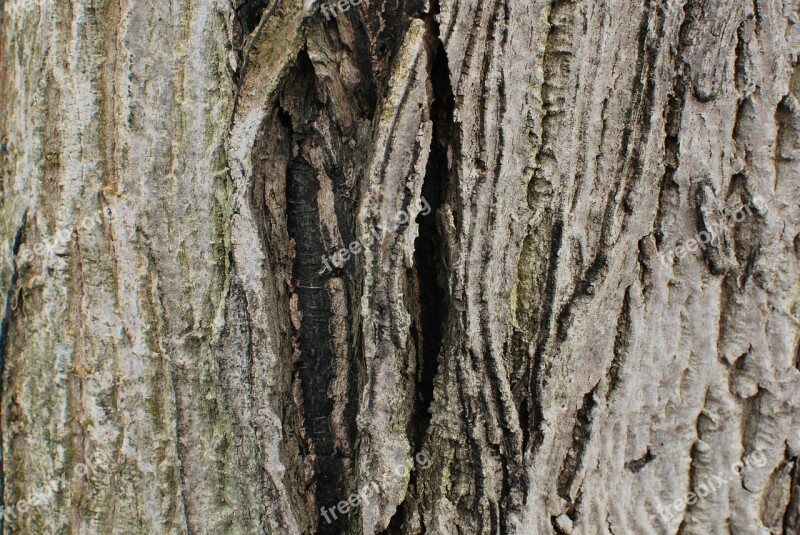 Bark Wood Tree Free Photos