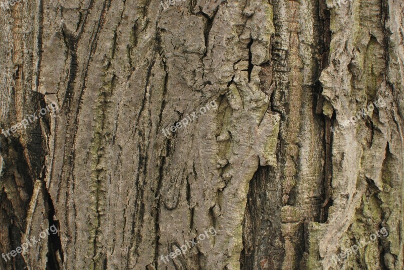 Wood Strain Bark Free Photos