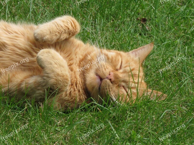 Cat Ginger Relax Grass Free Photos