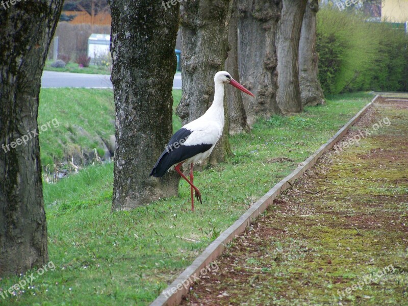 White Stork Birds Summer Free Photos