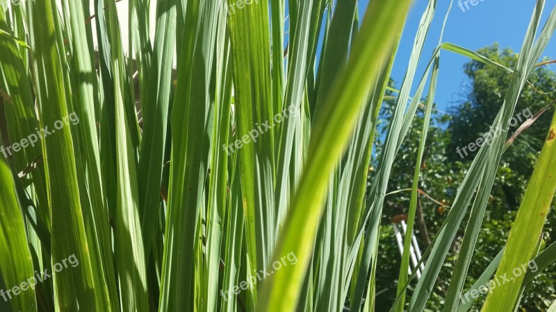 Lemon Grass Herb Aroma Green