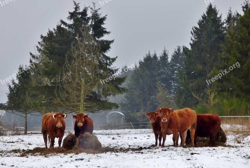 Animals Cows Snow Landscape Trees Snow