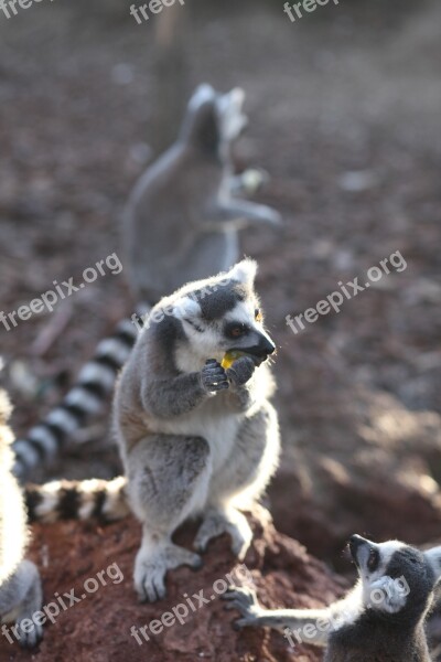 Lemur Animal Animal World Fauna Exotic Animal