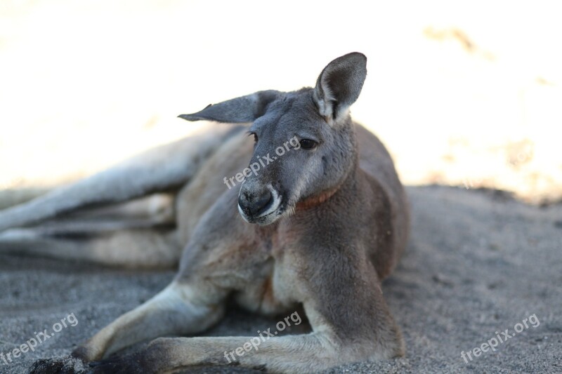 Kangaroo Animal Animal World Fauna Exotic Animal