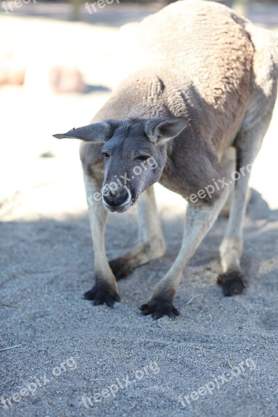 Kangaroo Animal Animal World Fauna Exotic Animal