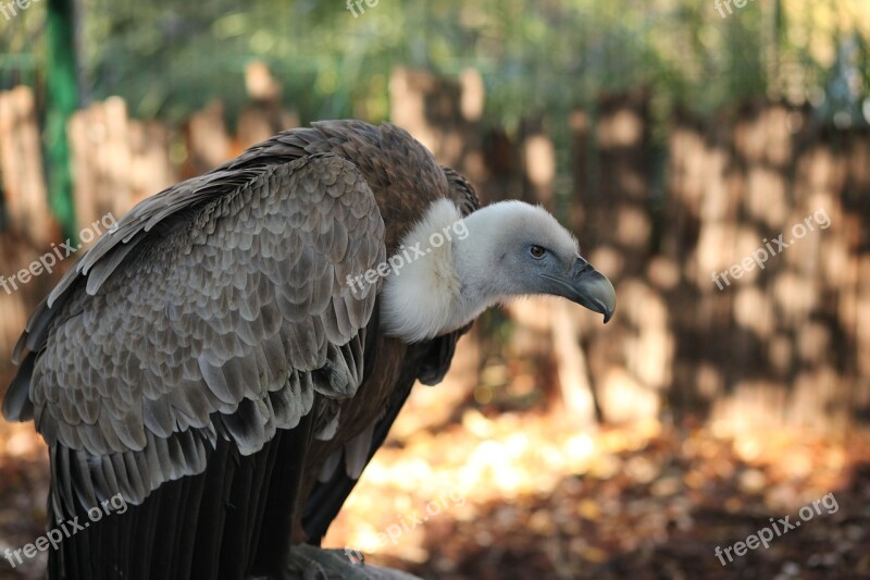 Ave Ostrich Animal Birds Wings