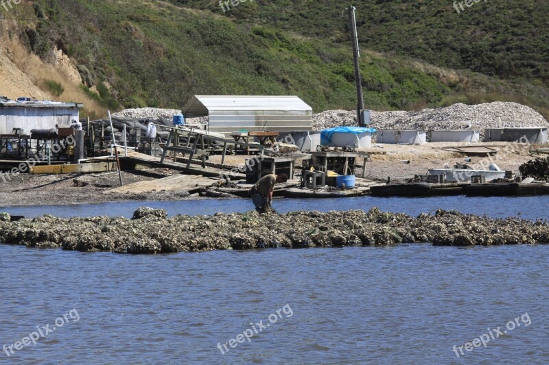 Oyster Harvest Bay Farm Ocean