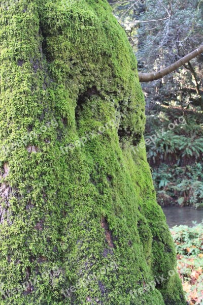 Muir Woods Muir Wood California Forest