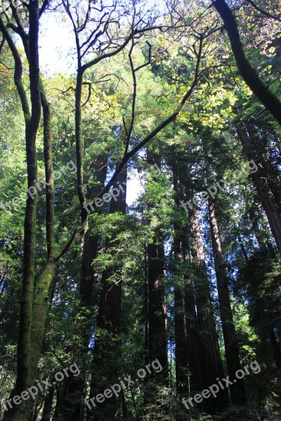 Muir Wood Trees Forest Park