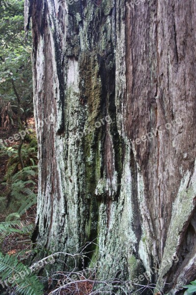 Muir Woods Forest Tree Bark Trunk