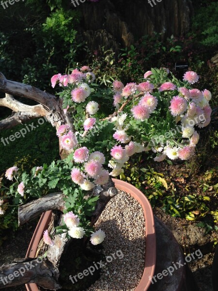 Chrysanthemum Bonsai Potted Plant Flowers Free Photos