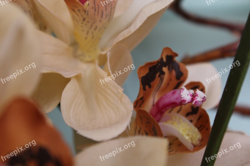 Flower Plant Macro Close Nature