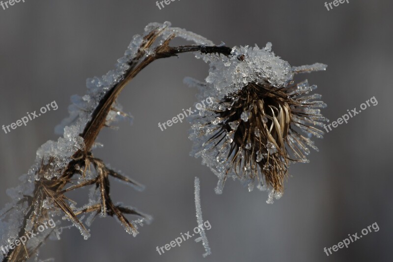 Ice Ripe Frost Winter Frozen