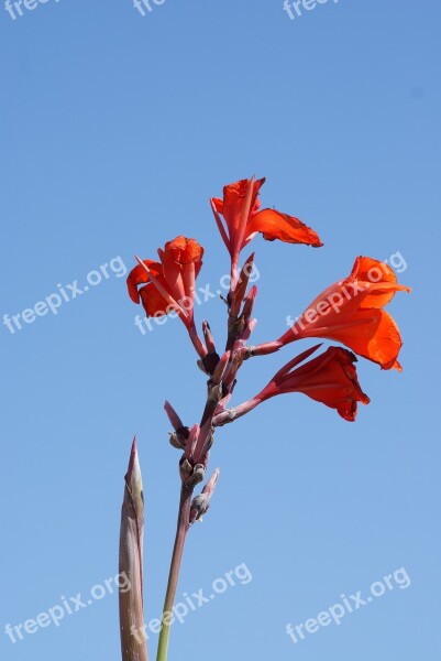 Flower Nature Red Flower Bud Free Photos