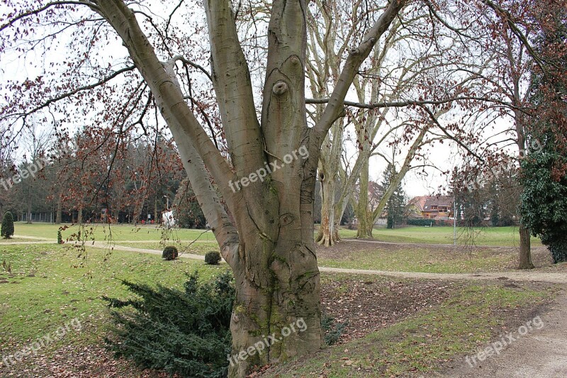 Tree Bark Log Structure Wood