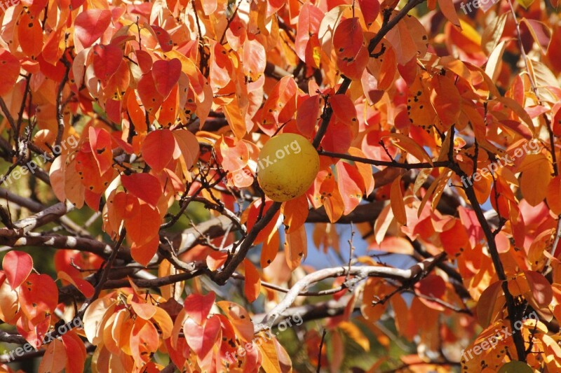 Chinese Quince Wood Autumn Free Photos