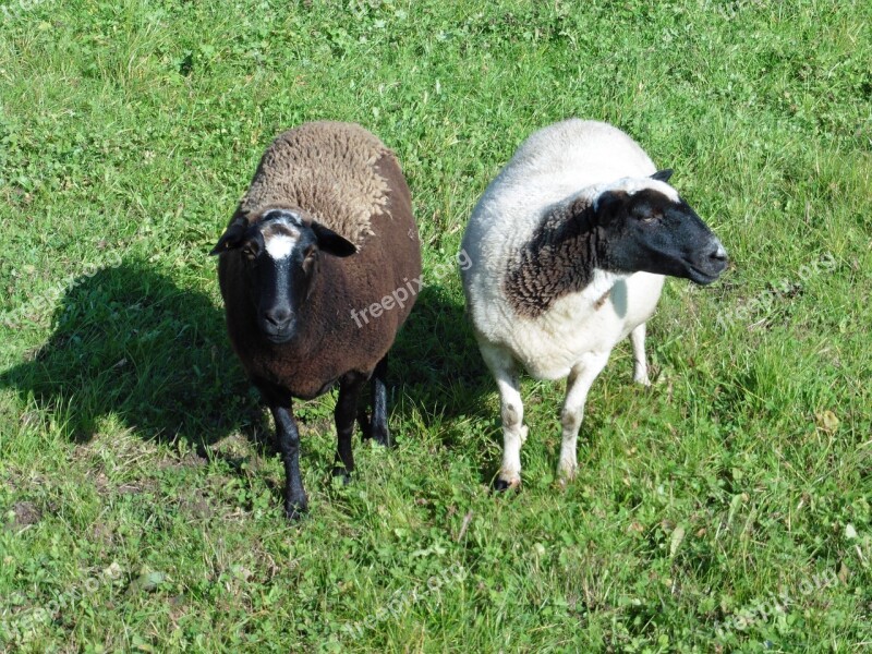 Sheep Animals Wool Meadow Flock Of Sheep