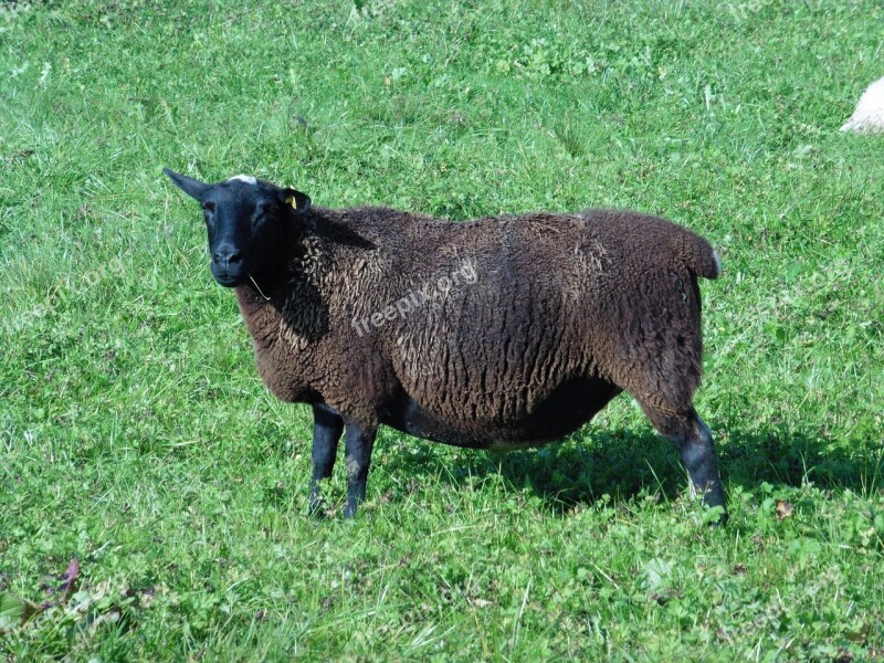 Sheep Animal Wool Meadow Pasture