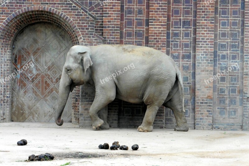 Elephant Zoo Animal Pachyderm Grey