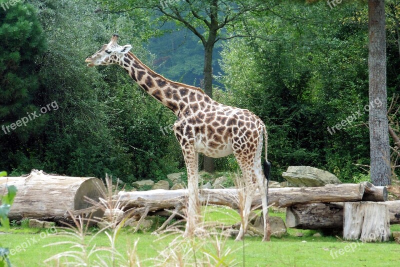 Giraffe Zoo Animal Neck Close Up