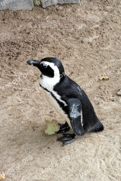 Penguin Zoo Animal Bird Animal World