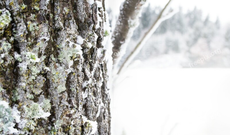 Tree Forest Winter Nature Bark