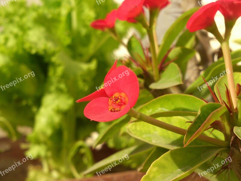 Floral Garden Flower Nature Plant