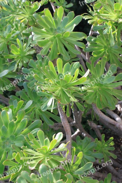 Verol Verode Endemism Canary Islands Tenerife