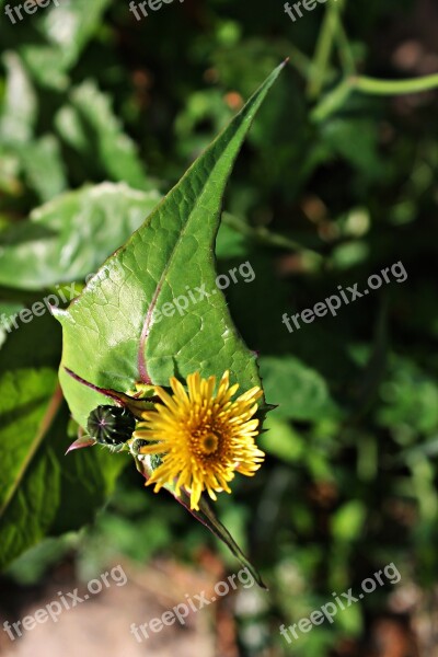 Asteriscus Maritimus Small Flower Yellow Green And Yellow Pistils