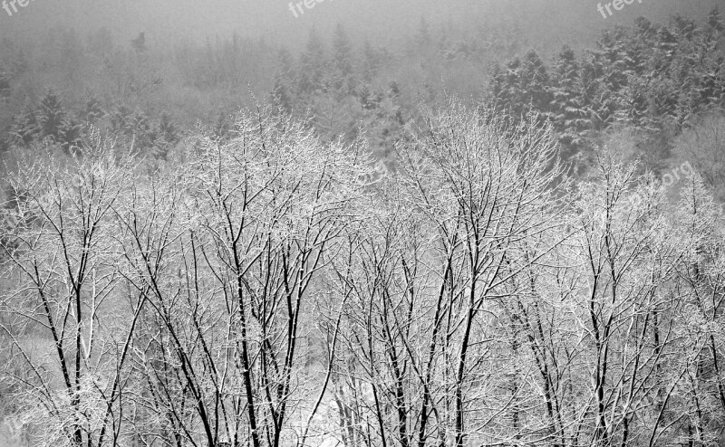 Winter Landscape Snow White Nature